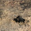 moose