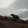 grizzly baer