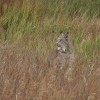 luchs