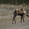 caribou